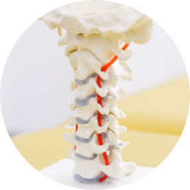 mood-knochen-2_1239 Foto von einer Halswirbelsäule mit Kopfgelenken und Aterien